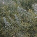 Acacia baileyana Leht