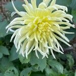 Dahlia × cultorumFloare