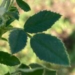 Medicago scutellata Hoja