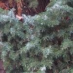 Picea omorika ഇല