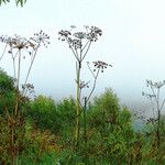 Heracleum sosnowskyi Elinympäristö