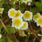Limnanthes douglasii फूल