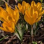 Crocus chrysanthus Flor