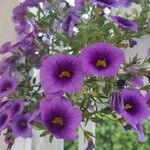 Calibrachoa parviflora Цветок