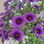 Calibrachoa parviflora花