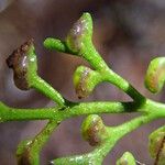 Asplenium mannii Leaf