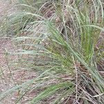 Calamagrostis breviligulata Leaf