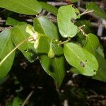 Morisonia verrucosa Flower