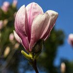 Magnolia x soulangeana Άλλα