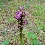 Himantoglossum robertianum Libunga