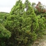 Juniperus communis ശീലം