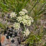 Lomatium dasycarpum Цвят