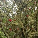 Crinodendron hookerianum Συνήθη χαρακτηριστικά