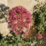 Centranthus lecoqii Flor