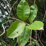 Chionanthus broomeanus Feuille