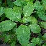 Impatiens grandis Leaf