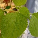 Laportea canadensis Folla