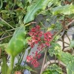 Leea guineensis Fruit