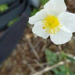 Helianthemum lippii Kukka