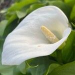 Zantedeschia aethiopica Blüte