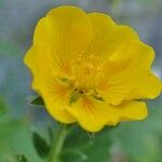 Potentilla grandiflora 花