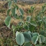 Abutilon pannosum Folha