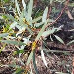 Eucalyptus calycogona Hoja