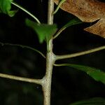 Ardisia elliptica പുറംതൊലി