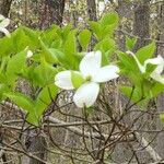 Cornus florida Blomma