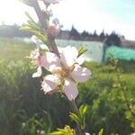 Prunus amygdalus Flor