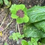 Oxalis tetraphylla Folio