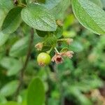 Gaylussacia bigeloviana Fruit