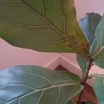 Ficus lyrataList