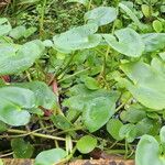 Heteranthera reniformis Leaf