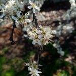 Prunus spinosaFlower