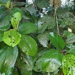 Miconia elata 葉