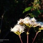 Stevia ovata Flor