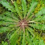 Crepis mollis Blad