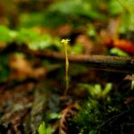 Voyria aphylla 形态