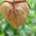 Dracocephalum moldavica Fruit