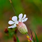 Silene uniflora Hábito