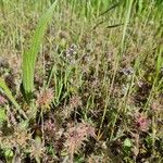 Trifolium stellatum Habit