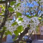 Pyrus calleryana Blüte