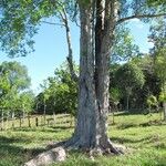 Ulmus mexicana Кора