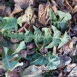 Taraxacum officinale Lapas