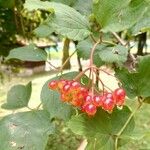 Viburnum opulus Fruit