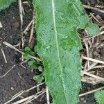 Taraxacum clemens Hoja