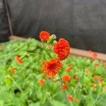 Emilia coccinea ফুল