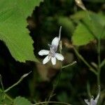 Delphinium pubescens Kvet