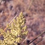 Nolina microcarpa Flower